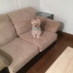 San-Bruno-Sofa-Pet-Stain-Cleaning